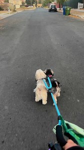 Our cute boys! #kawitty #dog #dogs #brother #doglover #dogparents #foryourpage #fyp #xeve #loki | Ka Witty