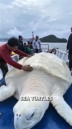 Why Only 1 in 1,000 Baby Sea Turtles Survive 🐢😢 #shorts