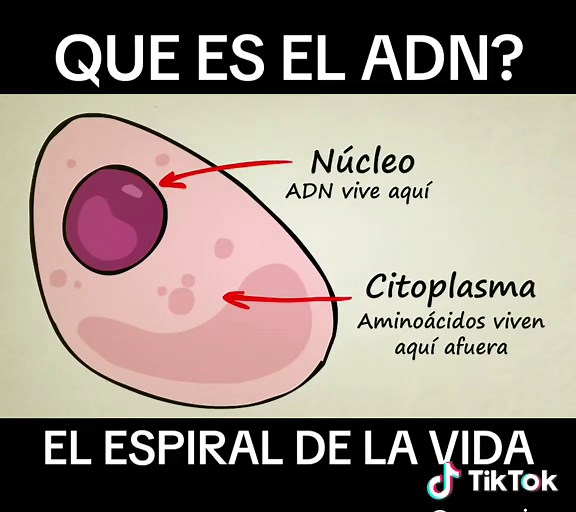 Qué Es el ADN: Explicación Simple y Clara