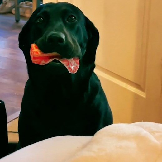 5.2M views · 8.1K reactions | These dogs look so guilty, but how can you be mad at them... | LADbible | Facebook