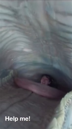Whalefall New movie trailer out. #trending #youtube #viral