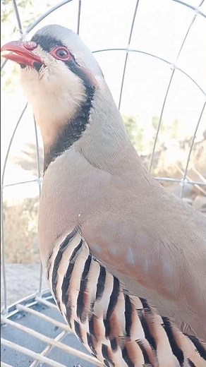 The Secret Language of Partridges