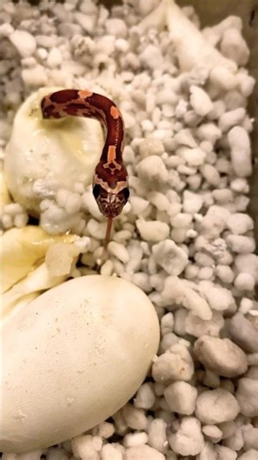 What kind of snake is this? #snake #animals #shorts