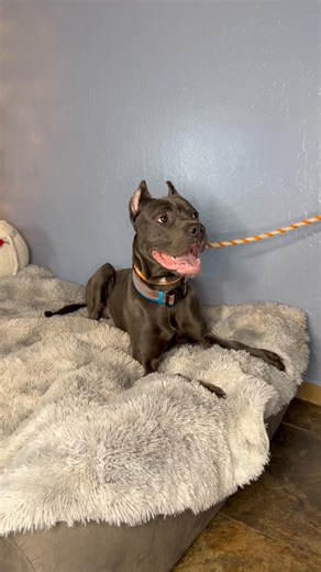 Meet Tank 🐾 Tank is a handsome 1.5–2 year old male Cane Corso who is looking for a fresh start and a forever home of his own. Tank previously lived in an apartment with four children. When dad moved out, a single mom juggling four kids became overwhelmed, and since Tank was originally dad’s dog, the difficult decision was made to surrender him so he could get the stability and attention he deserves. Tank is crate trained and house trained, well-behaved, and respectful in the home. He can be a l