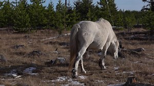 64K views · 5.5K reactions | Short movie day while we review trail cameras. | Help Alberta Wildies Society | Facebook