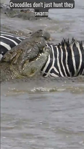 Crocodiles Attack Zebra Masai Mara River Migration #crocodile #wildebeest #migration #zebra