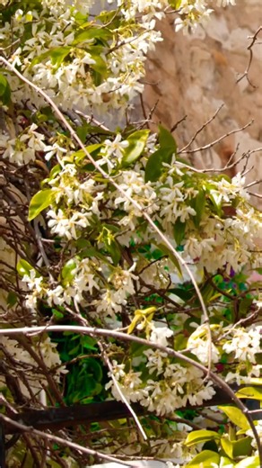 Curiosités incroyables sur le Jasmin