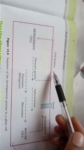 development process in plant cell