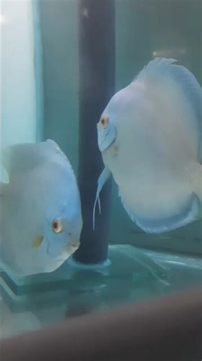 Discus breeding pair 🥰😘😘#fishing #fish #aquarium #pets