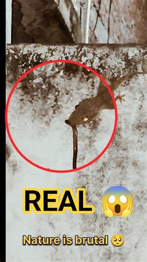 You Won’t Believe This… Lizard Eats Baby Snake 😱 (Real Footage)