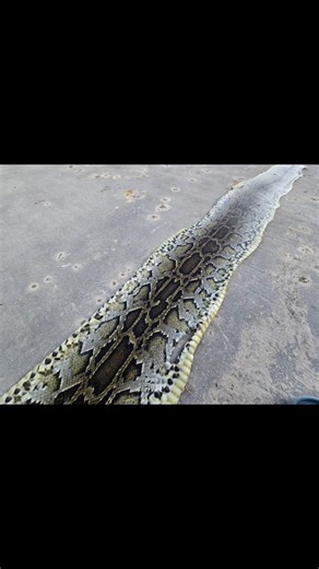 Florida Man hunts and skins giant Burmese Python in Miami! #burmesepythons #rivermonsters