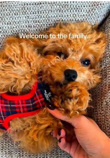 Welcoming Our New Cavapoo Puppy, Beau!