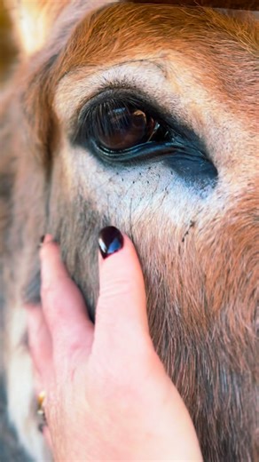 TOSEO Api & Alpaca Salento on Instagram: "✨ Nei tuoi occhi … tutta la bellezza del mondo ✨ Sei un essere speciale … Natalina ❤️"
