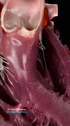 The Heart’s Four Valves | Live Flow 🫀💨