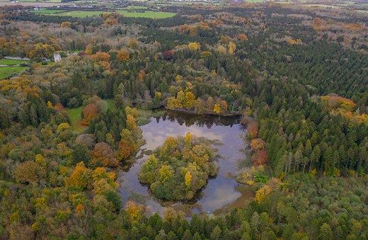 Restoring Ireland's biodiversity forestry is crucial for nature and wildlife