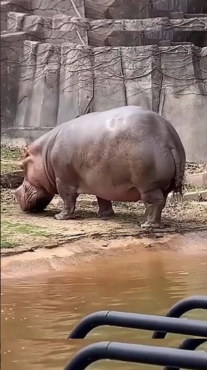 When a Hippo Poops It’s a Muddy Explosion #shortsvideo