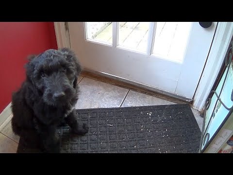 How to Potty Train your Puppy with a Doggy Door Bell
