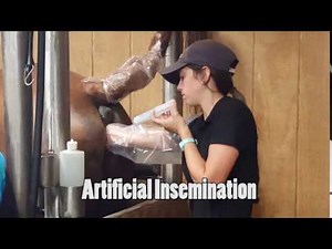 Artificial Insemination - Horse Semen and Mare Pregnancy