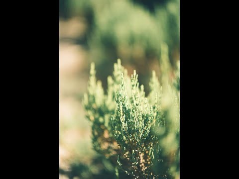 Apex Legends Live 🔴 Valkyrie Main