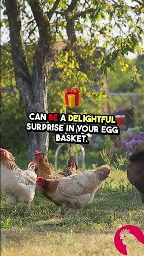 🐔 Welsummer Chickens: The Perfect Backyard Gem! 🌟