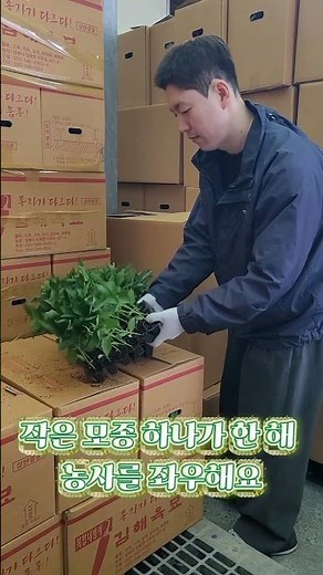 경남 거제에서 진행된 아시아종묘 모종 판매 지원 현장
