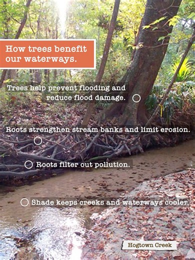 Trees help prevent flooding, reduce erosion, slow stormwater runoff, and filter pollution before it reaches our creeks and the Floridan aquifer. That leafy friend in your yard is doing some serious behind-the-scenes work. If you’ve thought about adding a tree to your landscape, now is the perfect time! Florida’s mild winter months give new trees a chance to establish strong roots before summer heat arrives. Celebrate Florida Arbor Day with the City of Gainesville’s Urban Forestry Division on Jan