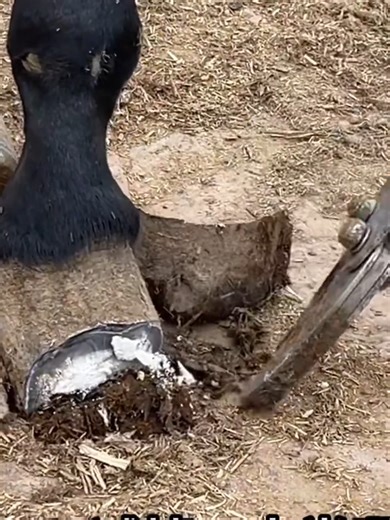 215_Super Big Donkey Hooves, Fix It With Scissors!丨ASMR丨Donkey hoof cutting sound,🦙✨ Watch this stunning ASMR journey as we reveal the chaotic effects of 3 years without hoof trimming on a donkey! Plus tips on ultimate hoof care! 🐾💚 #hooftrimming #asmr #farming #hoofcare #farrier #farriersoftiktok #hoofcare #horses **Video Description:** Watch as we tackle the challenge of a donkey’s neglected hooves after 3 years! Join me for the soothing sounds of the trim in this ASMR experience. Let's unv