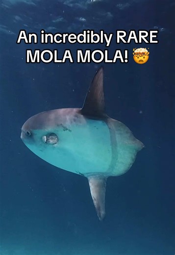 Rare Mola Mola Sighting in Florida