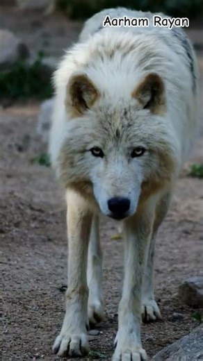Arctic Wolf Known As The White Wolf,Some People Called this Animal Polor Wolf #shorts #wildlife #ai