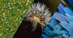 What is Biomimicry? - EHL Insights | Hospitality news