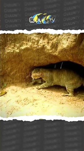 mother cats fight a python to protect their kittens #uluntv #wildlife #wildtv #short