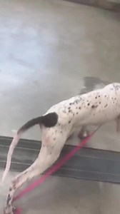 3.5K views · 188 reactions | Junior is the first of our 6 month old...