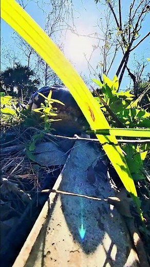Closeup of Alligator Teeth