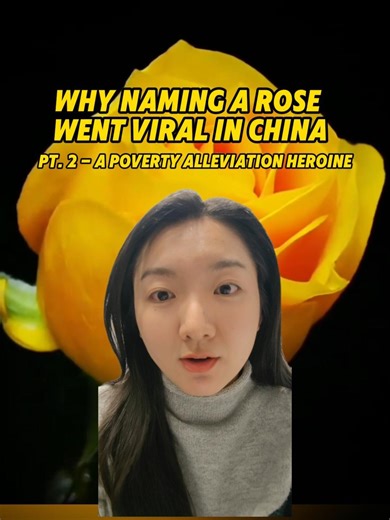 Pt. 2 of why naming a rose went viral in China: a poverty-alleviation heroine 🌹 Shortly after Chinese netizens voted to name a rose after a netizen's uncle, the naming of a rose went viral again - but this time, the suggestion moved many to tears. #HuangWenxiu #PovertyAlleviation #chinese #China #Culture #fypシ #fypシ゚viral #foryou #foryoupage #chinanews #governance #politics