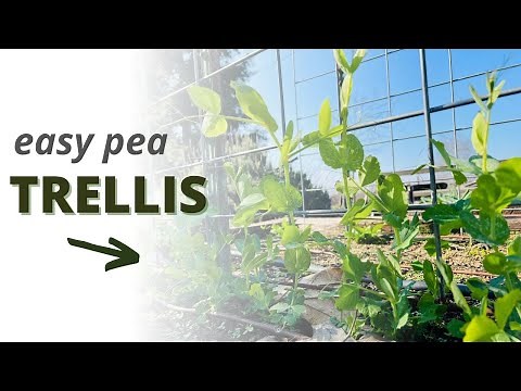A Simple & Sturdy Trellis for Pea Plants