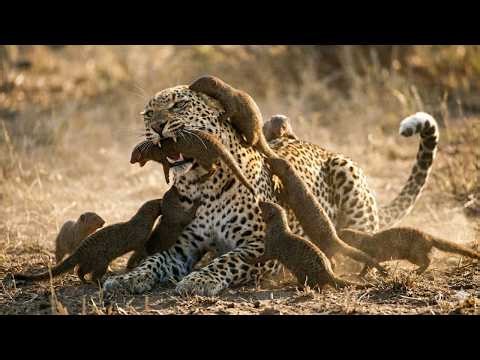 How Dwarf Mongooses Fight Off Larger Intruders | Dwarf Mongoose vs. Leopard