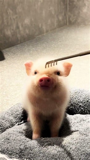 My Pork. #pork #dog #cute #doglove #animals