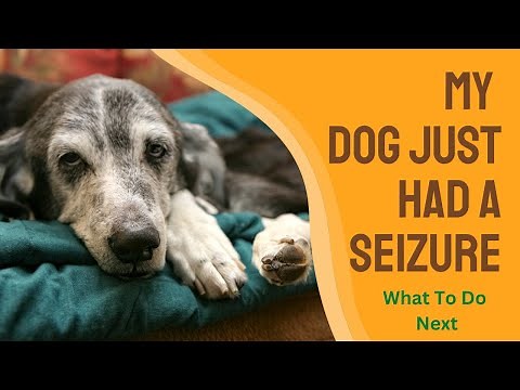 My DOG had a Seizure - What do I do next?