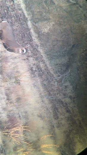 Backstrap for dinner! #deer #rifle #hunting #oregon