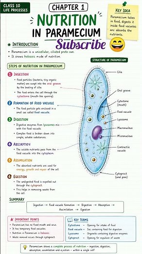 Nutrition in Paramecium Explained Easily | Class 10 Science. #studygyan