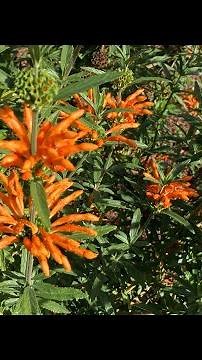 Leonotis leonuris - Lions Tail Plant care. A hummingbird magnet! #leonotisleonuris #lionstail