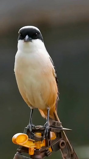 The Brown Shrike 🐦📸 #WildBirdPhotography | Wild Realm