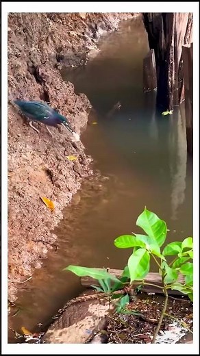 Bird using bread as bait? Smart fishing trick!