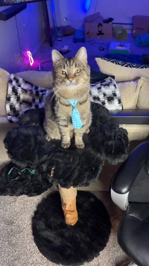 Show me your Cat wirh Bug Eyes 🤣🤣 #bigroundeyefilter #cateyes #bigcateyes #funnycateyes