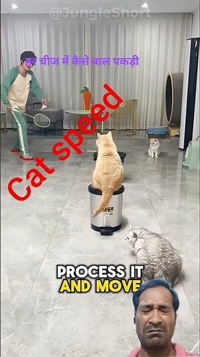 Cat's Speed: Discover the Fastest Moves of Our Feline 😲 Friends