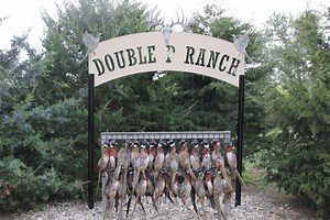 The property is looking impressive! The above average levels of moisture have provided excellent early season opportunities, and hunting will only get better as crops from the surrounding properties come down for the fall. If you've been considering coming out to South Dakota to experience the best pheasant hunting in the country, now is the time to call. Luxurious lodging, top notch guides, exceptional dining, and the best habitat South Dakota has to offer. It doesn't get any better! | Double P