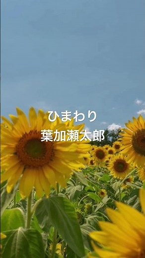 ひまわり/葉加瀬太郎/NHK連続テレビ小説「てっぱん」主題歌