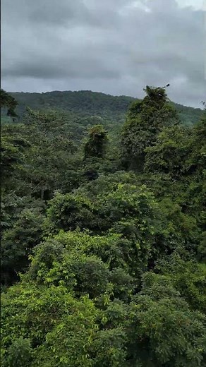Zipline Adrenaline Rush in Belize's Bocawina Rainforest