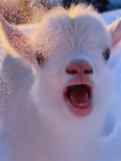 Adorable Tiny White Goat That Will Melt Your Heart