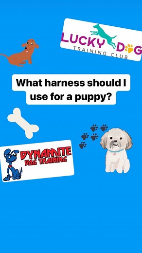 47 reactions | What harness should I use for a puppy?#dogsofinstagram #dogtrainingtips #puppiesofinstagram | Lucky Dog Training Club | Facebook